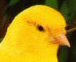 Canaris Pleasures annonces canaris
