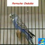 Perruche Ondulée