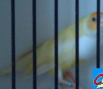 diamant de Gould pastel
