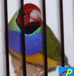diamant de Gould tête rouge poitrine violette