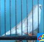 diamant mandarin blanche femelle