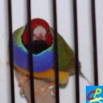 diamant de gould tête rouge poitrine violette
