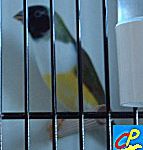 diamant de Gould tête noire poitrine blanche