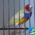 diamant de gould tête rouge poitrine violette pastel