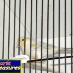 canari opale mosaïque jaune