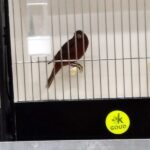 canari noir rouge cobalt
