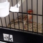 canari agte topaze mosaique rouge