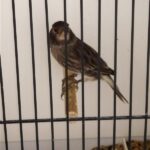 canari noir blanc