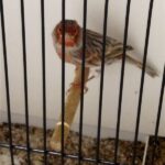 canari agte topaze mosaique rouge