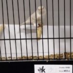 canari brun opale blanc