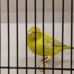 canari agate jaune satiné