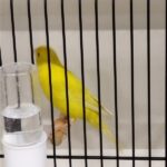 canari jaune satiné