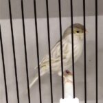 canari isabelle mosaique jaune