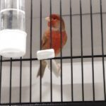 canari brun mosaique rouge