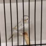 canari agate mosaique jaune