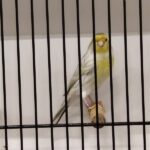 canari agate mosaique jaune