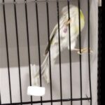 canari agate mosaique jaune
