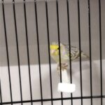 canari agate topaze mosaique jaune