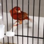 canari brun rouge