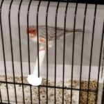 canari agate pastel mosaique rouge