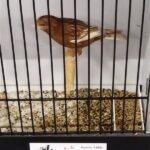 canari pheao blanc dominant