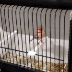 canari agte topaze mosaique rouge