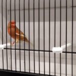 canari phaeo mosaique rouge