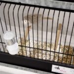 canari isabelle blanc satiné