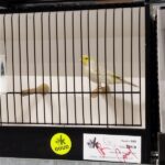 canari isabelle mosaqiue jaune