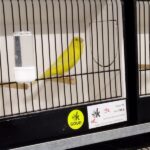 canari jaune ivoire intensif