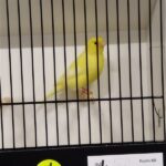 canari jaune ivoire schimmel