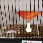 canari rouge intensif