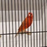 canari brun rouge