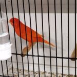 canari rouge intensif