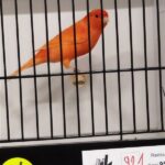 canari rouge schimmel