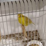 canari brun jaune