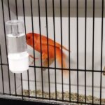 canari rouge schimmel