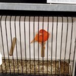 canari rouge schimmel