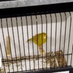 canari isabelle jaune intensif