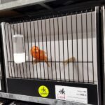 canari rouge ivoire intensif