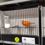 canari rouge ivoire intensif