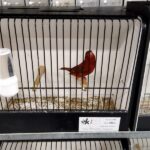 canari agate rouge intensif
