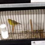 canari agate jaune