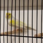 canari mosaique jaune