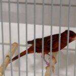 canari agate rouge