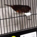 canari noir rouge schimmel
