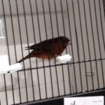 canari noir rouge schimmel