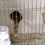 canari noir jaune intensif