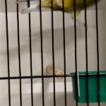 canari noir jaune schimmel
