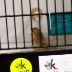 canari bru mosaique jaune